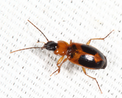 Badister neopulchellus