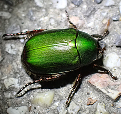 Anomala albopilosa albopilosa