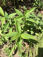 Phlox paniculata