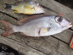 Lethrinidae
