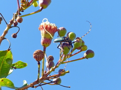 Retrachydes thoracicus