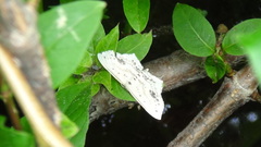 Scopula cacuminaria