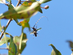 Retrachydes thoracicus