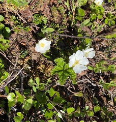 Rubus chamaemorus