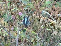 Tangara labradorides