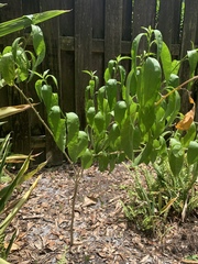 Gloriosa superba
