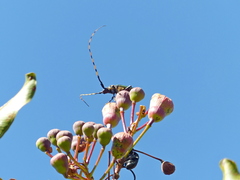 Retrachydes thoracicus