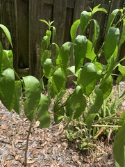 Gloriosa superba