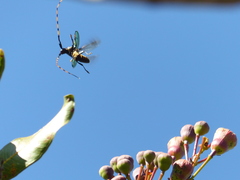 Retrachydes thoracicus