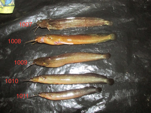Snake Catfish