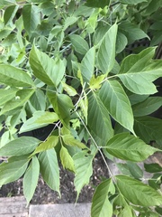 Acer negundo violaceum