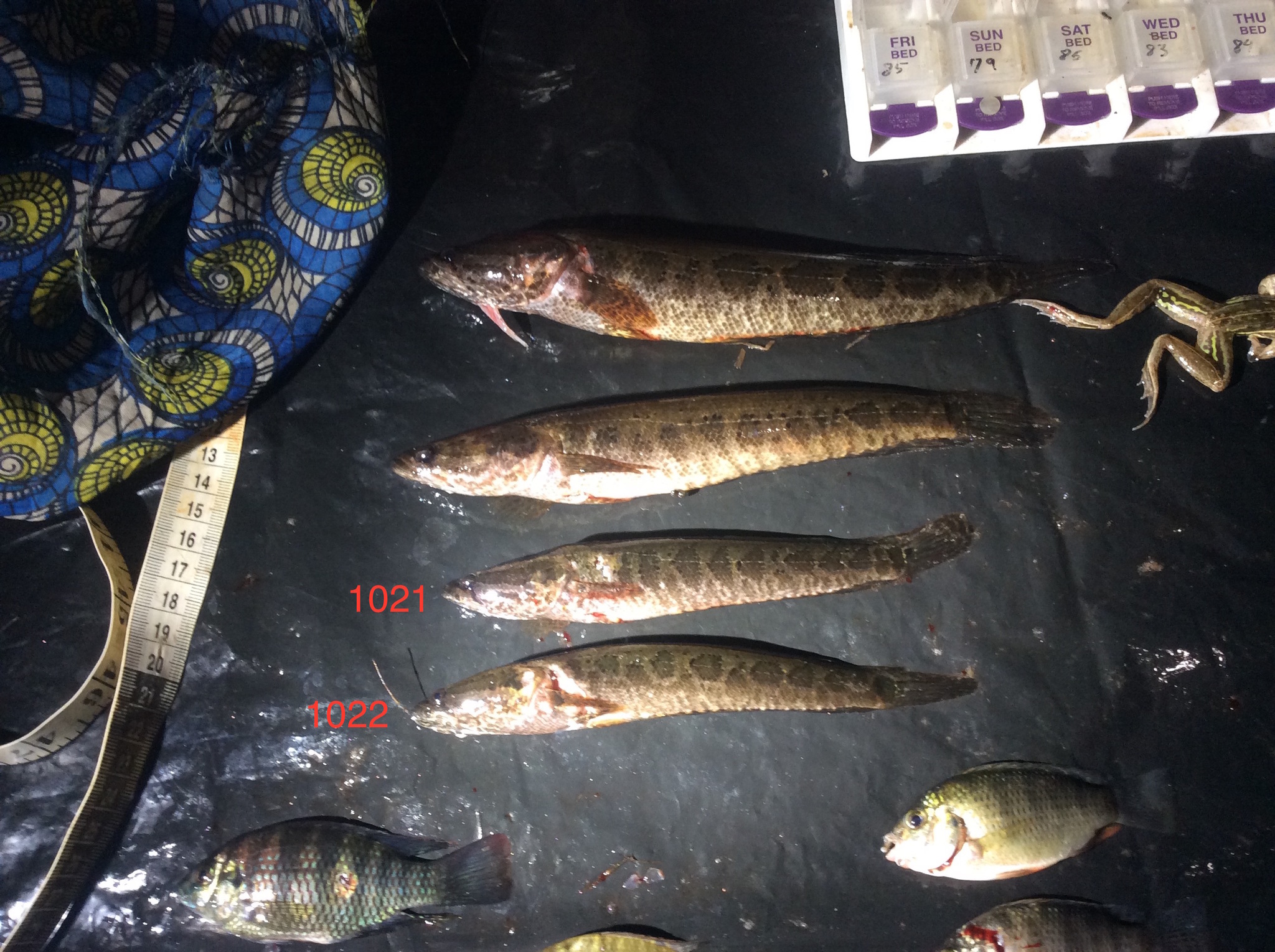 Congo Snakehead photo 4