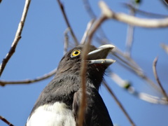 Trogon citreolus