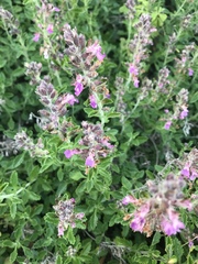 Teucrium chamaedrys