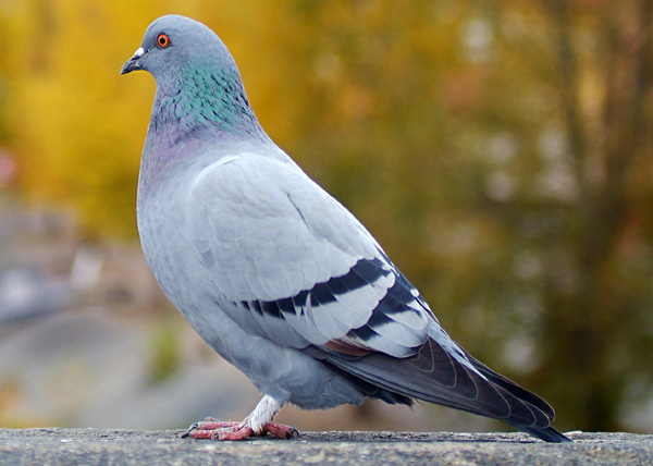 Pigeon  The Canadian Encyclopedia