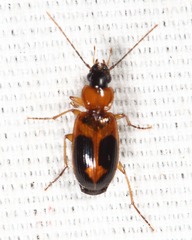Badister neopulchellus