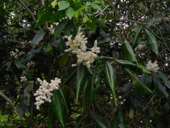 Miconia impetiolaris