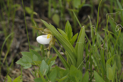 Cypripedium candidum