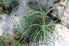 Gypsophila pallasii