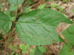 Stigmella villosella