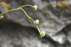 Gypsophila pallasii