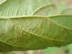 Stigmella villosella