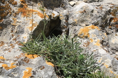 Convolvulus calvertii