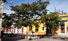 Leucaena diversifolia