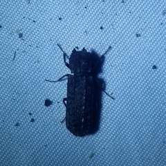 Lichenophanes bicornis