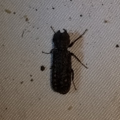 Lichenophanes bicornis