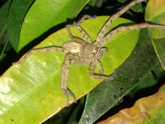 Heteropoda venatoria