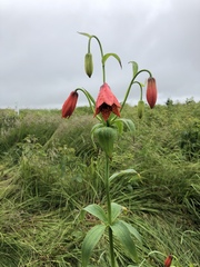 Lilium grayi