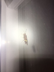 Sphecius