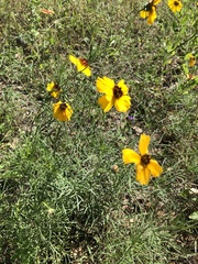 Coreopsis basalis
