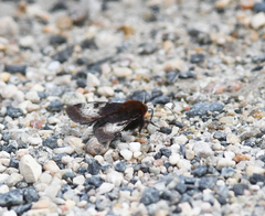 Heliothis borealis