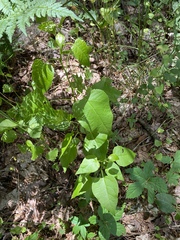 Populus balsamifera balsamifera