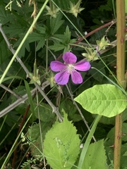 Geranium oreganum
