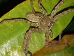 Heteropoda venatoria