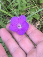 Geranium oreganum