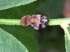 Lepyronia quadrangularis