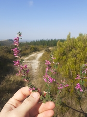 Indigofera hughtaylori