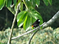 Ramphocelus flammigerus flammigerus