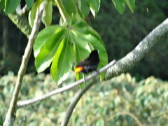 Ramphocelus flammigerus flammigerus