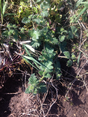 Phacelia malvifolia