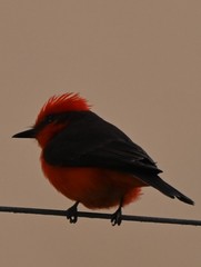 Pyrocephalus rubinus obscurus