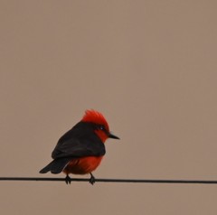 Pyrocephalus rubinus obscurus