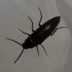 Diplostethus