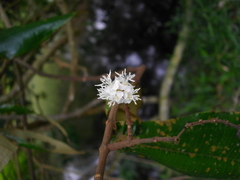 Miconia impetiolaris