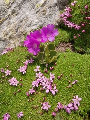 Primula daonensis