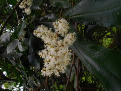 Miconia impetiolaris